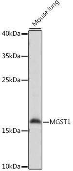 MGST1 Antibody in Western Blot (WB)