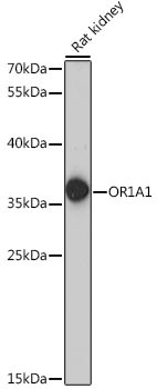 OR1A1 Antibody in Western Blot (WB)