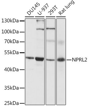 NPRL2 Antibody in Western Blot (WB)