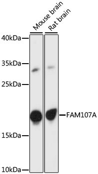 FAM107A Antibody in Western Blot (WB)