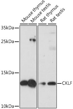 CKLF Antibody in Western Blot (WB)