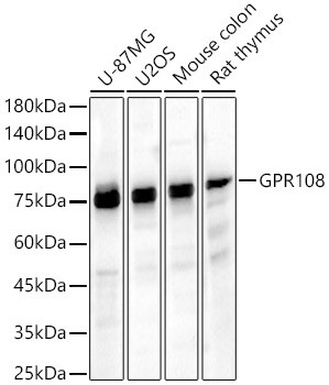 GPR108 Antibody in Western Blot (WB)