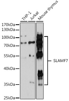CD319 (CRACC) Antibody in Western Blot (WB)