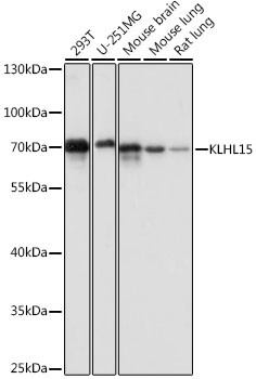 KLHL15 Antibody in Western Blot (WB)