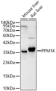 PPM1K Antibody in Western Blot (WB)