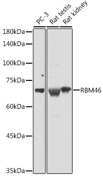 RBM46 Antibody in Western Blot (WB)