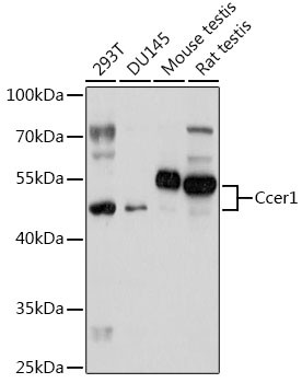 CCER1 Antibody in Western Blot (WB)