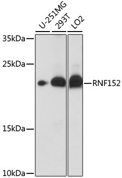 RNF152 Antibody in Western Blot (WB)