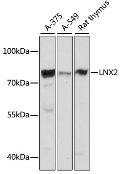 LNX2 Antibody in Western Blot (WB)