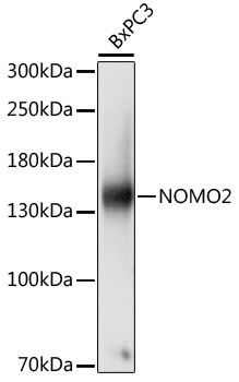 NOMO2 Antibody in Western Blot (WB)