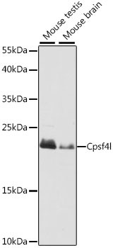CPSF4L Antibody in Western Blot (WB)