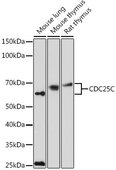 Cdc25C Antibody in Western Blot (WB)