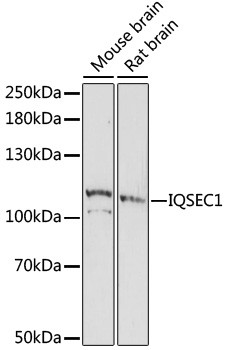 IQSEC1 Antibody in Western Blot (WB)