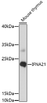 Interferon alpha-21 Antibody in Western Blot (WB)