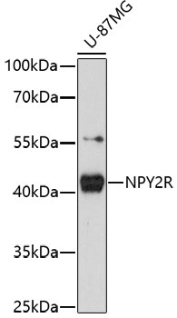 NPY2R Antibody in Western Blot (WB)