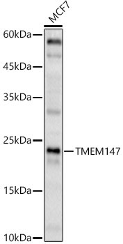 TMEM147 Antibody in Western Blot (WB)