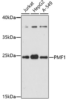 PMF1 Antibody in Western Blot (WB)