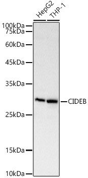 CIDEB Antibody in Western Blot (WB)
