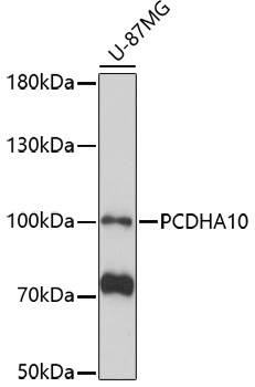 PCDHA10 Antibody in Western Blot (WB)