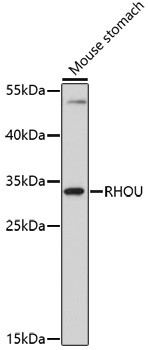 WRCH1 Antibody in Western Blot (WB)