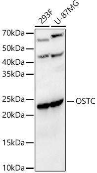 OSTC Antibody in Western Blot (WB)