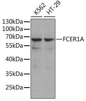 FceR1 alpha Antibody in Western Blot (WB)