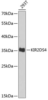 KIR2DS4 Antibody in Western Blot (WB)