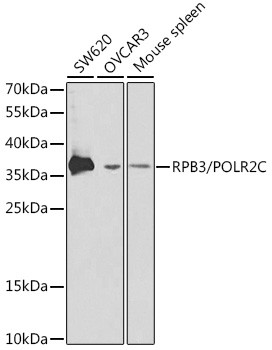 POLR2C Antibody in Western Blot (WB)