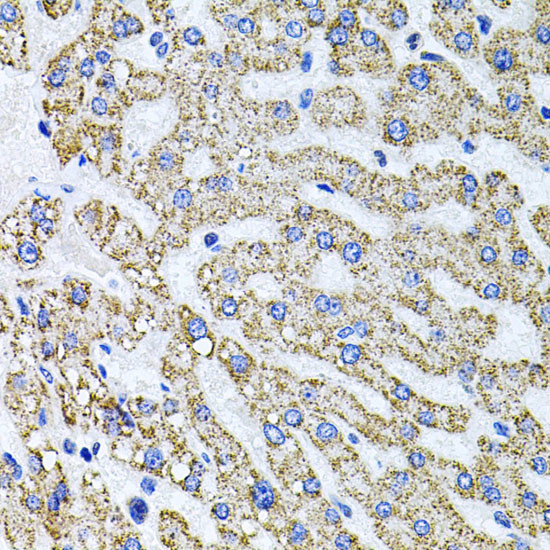 Syndecan 2 Antibody in Immunohistochemistry (Paraffin) (IHC (P))