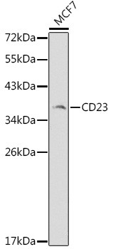 CD23 Antibody in Western Blot (WB)