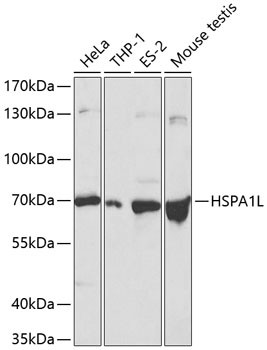 HSP701L Antibody in Western Blot (WB)