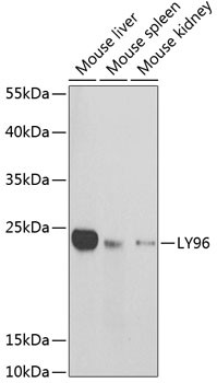 MD-2 Antibody in Western Blot (WB)
