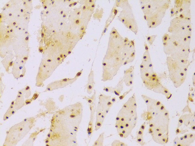 HIST2H2BE Antibody in Immunohistochemistry (Paraffin) (IHC (P))
