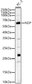 NDP Antibody in Western Blot (WB)