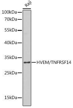 CD270 (HVEM) Antibody in Western Blot (WB)