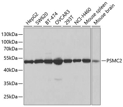 PSMC2 Antibody in Western Blot (WB)