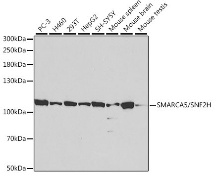 SMARCA5 Antibody in Western Blot (WB)