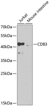 CD83 Antibody in Western Blot (WB)