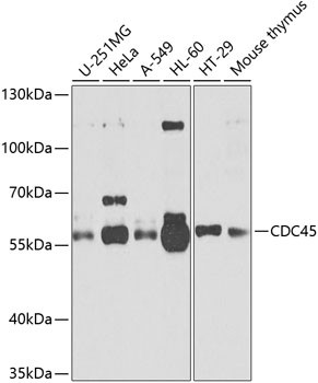 Cdc45L Antibody in Western Blot (WB)