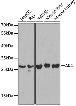 Adenylate Kinase 4 Antibody in Western Blot (WB)