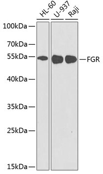 FGR Antibody in Western Blot (WB)