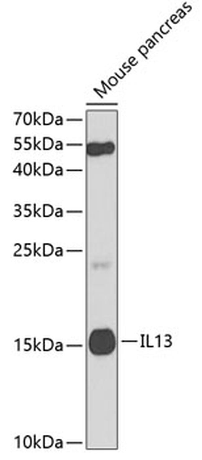 IL-13 Antibody in Western Blot (WB)