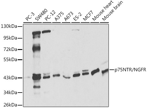 NGF Receptor Antibody in Western Blot (WB)