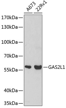 GAS2L1 Antibody in Western Blot (WB)