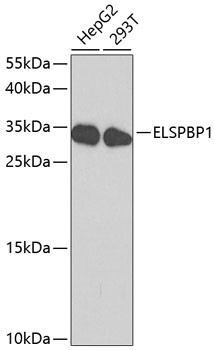 ELSPBP1 Antibody in Western Blot (WB)