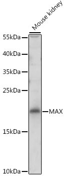 MAX Antibody in Western Blot (WB)