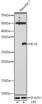 IL-1 alpha Antibody in Western Blot (WB)