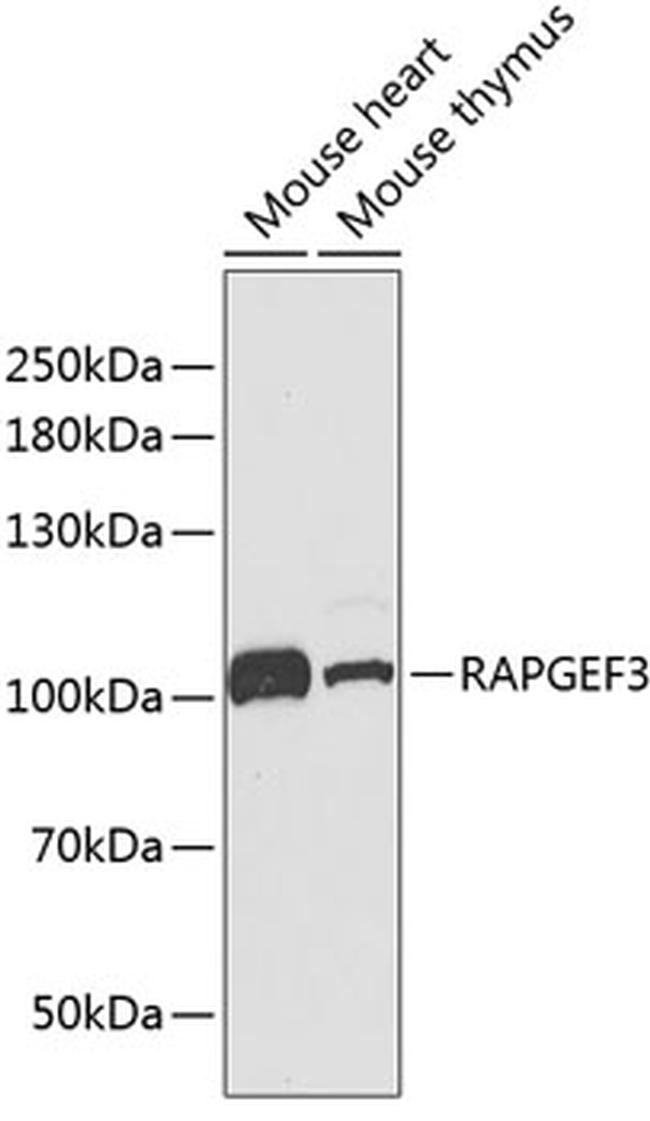 RAPGEF3 Antibody in Western Blot (WB)