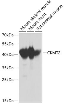 CKMT2 Antibody in Western Blot (WB)