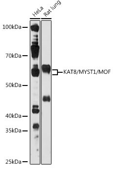 MYST1 Antibody in Western Blot (WB)